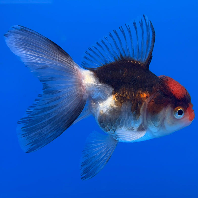Thai Oranda Tri-Color 2.5” Body Female(CK-1309)R3B14