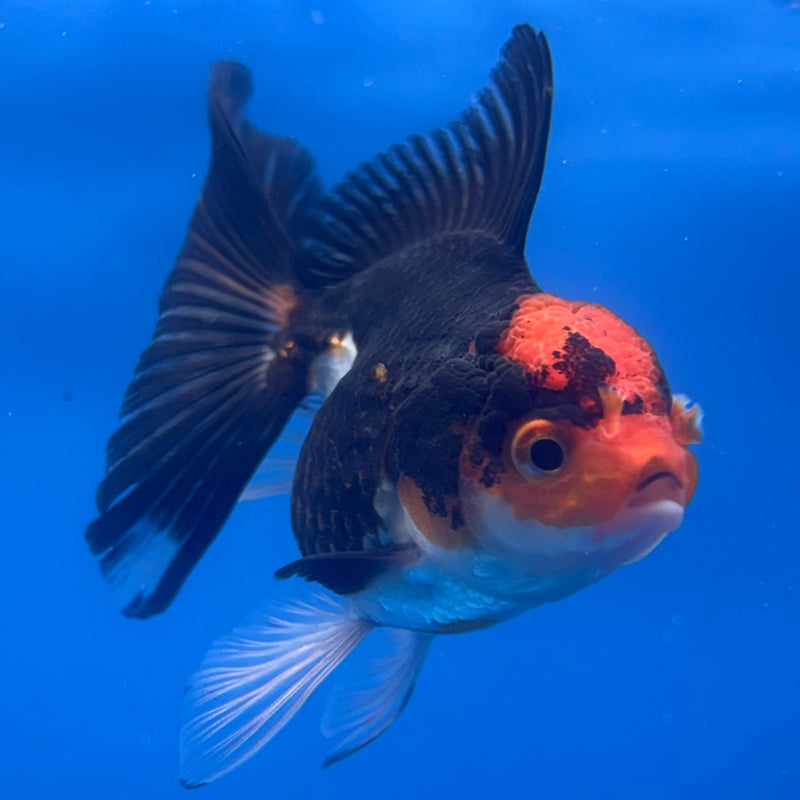 Thai Oranda Apache 2.5” Body Female(CK-1261)R3B11
