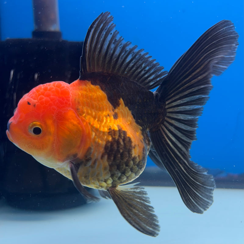 Thai Oranda Apache 3” Body Female(CK-958)R3B13