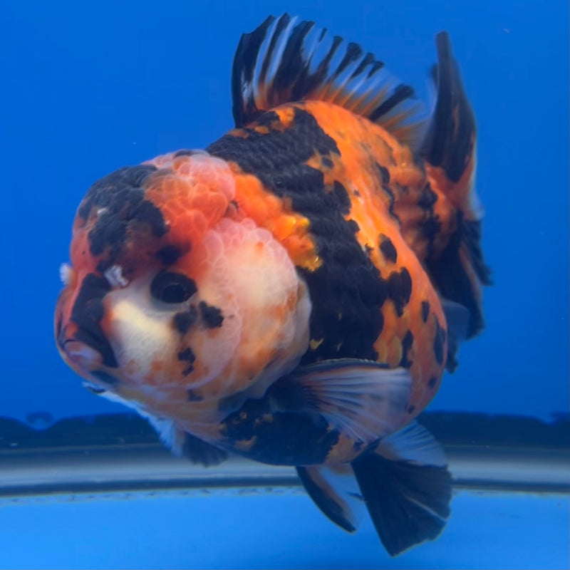 Thai Premium Oranda Yuanbao Tiger Calico 4” Body Male(CK-756)R1BlueTub4