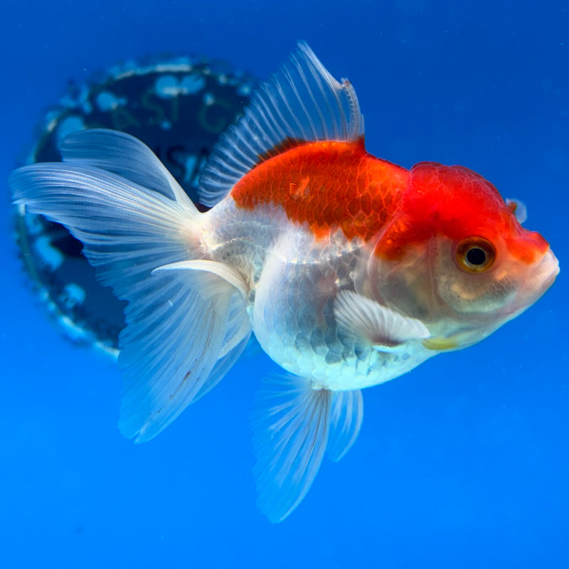 Thai Oranda Red/White 2.5" Female(CK-1549)R3A16