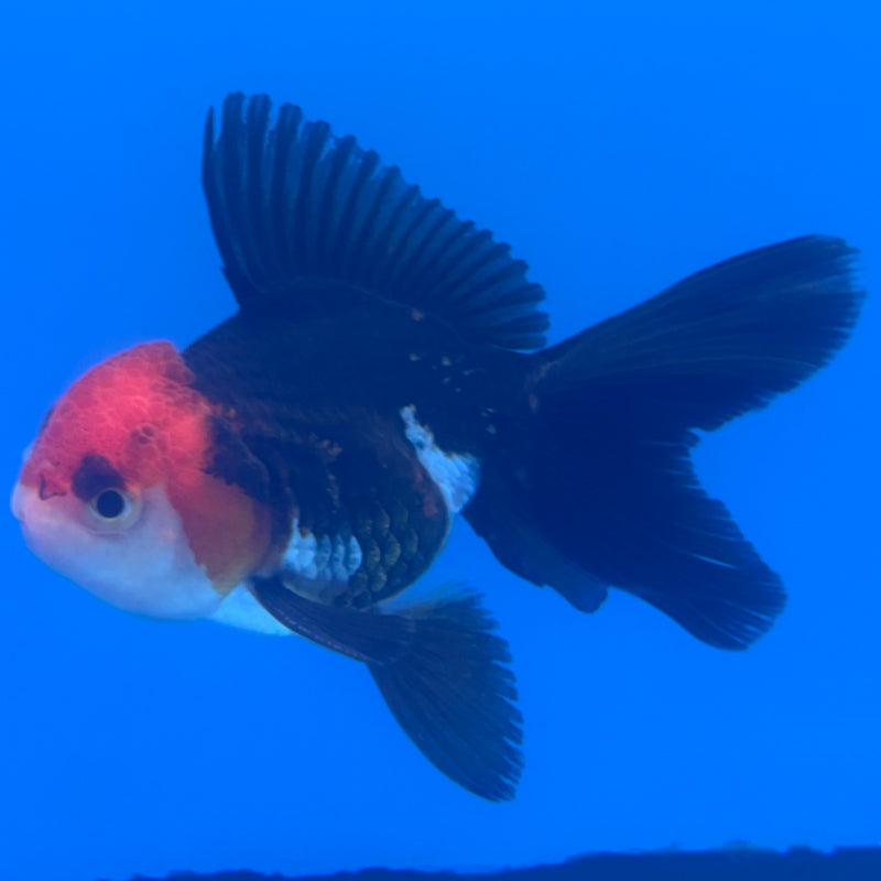 Thai Oranda Apache 2.5” Body Male(CK-1259)R3B11