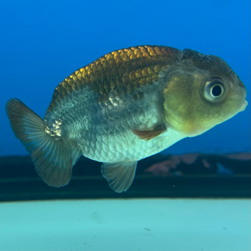 Thai Ranchu Blue RARE FIND 2” Body Male(CK-850)R3B18