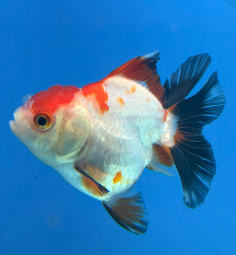 Thai Oranda Tri-Color 2.5” Female (FEB-269)R3A09