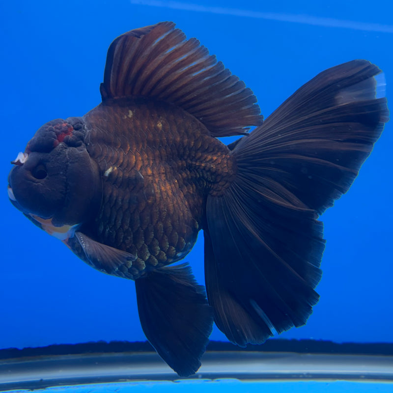 Thai Oranda JUMBO Black Body Red Cap 4” Body Female(QGF-CK-1336)BLUETUB1