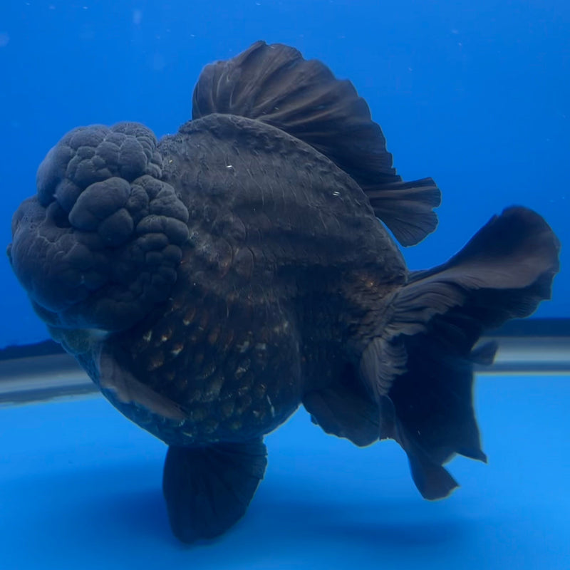 Thai Oranda JUMBO Full Black 4.5” Body Male(CRP-CK-649)R1BLUETUB2