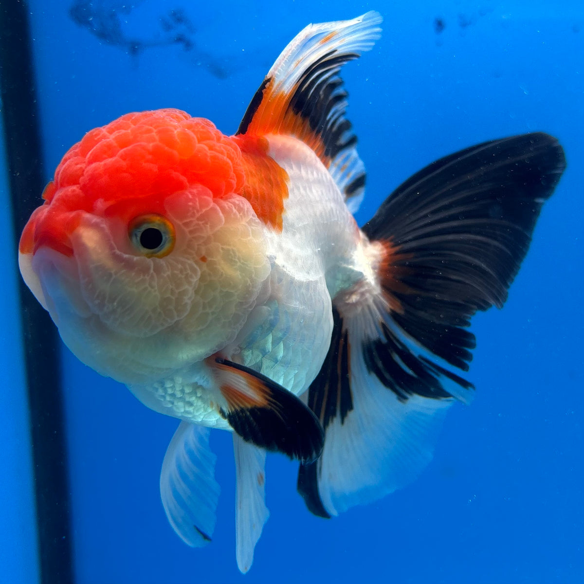 Thai Oranda Tri-Color 3.5” Female(CK-1627)R2A08