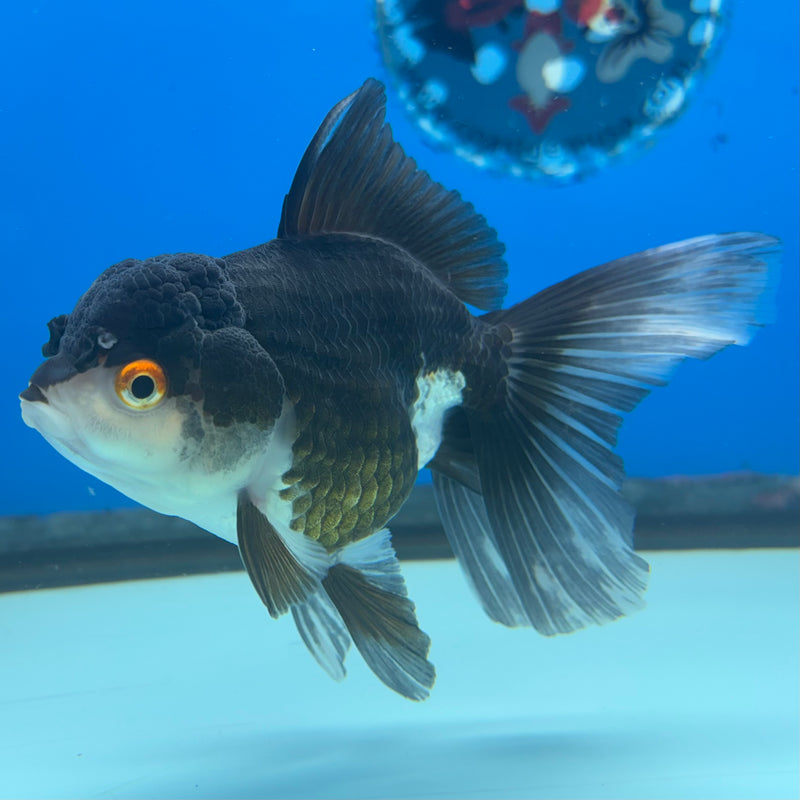 Thai Oranda Panda 3” Body Female(CK-973)R3B10
