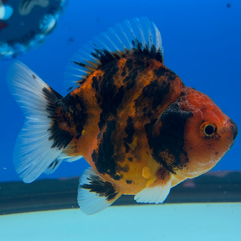 Thai Oranda SHOGUN 3” Body Male(CK-1139)R3A15
