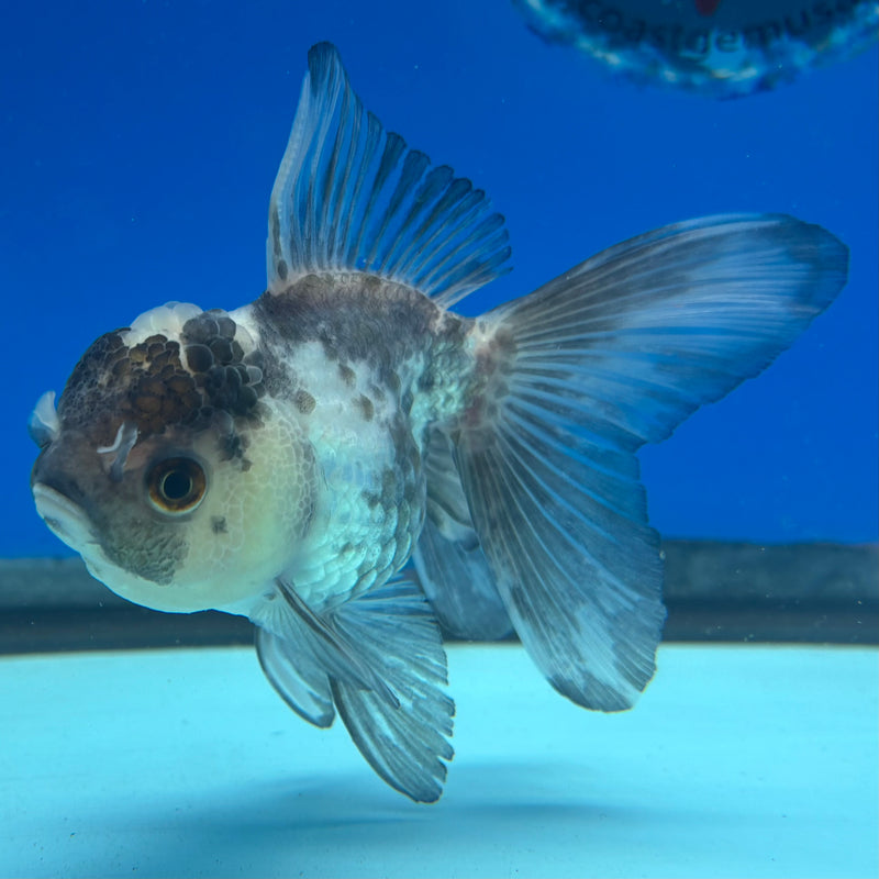 Thai Oranda Panda 2.5” Body Female(CK-1011)R3B15
