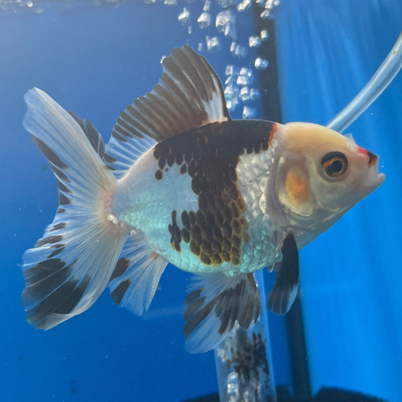 Thai Oranda Tri-Color 3in Female (FEB-326)R2B07