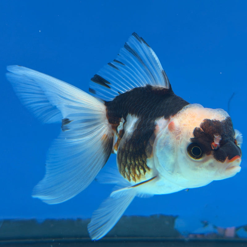 Thai Oranda Tri-Color 2.5” Female (FEB-318)R3B08