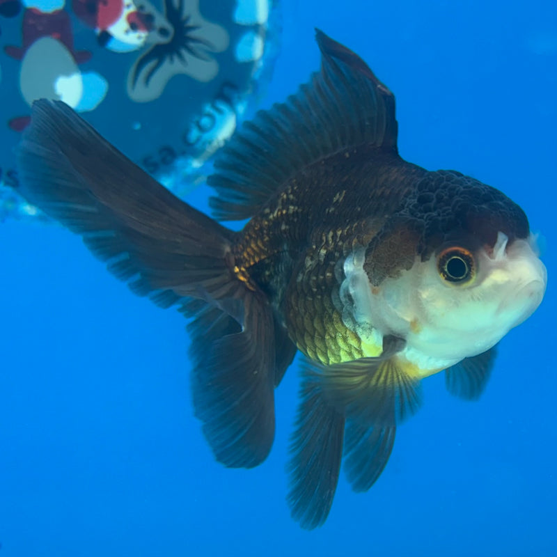 Thai Oranda Panda 2.5" Male (CK-1525)R3B13