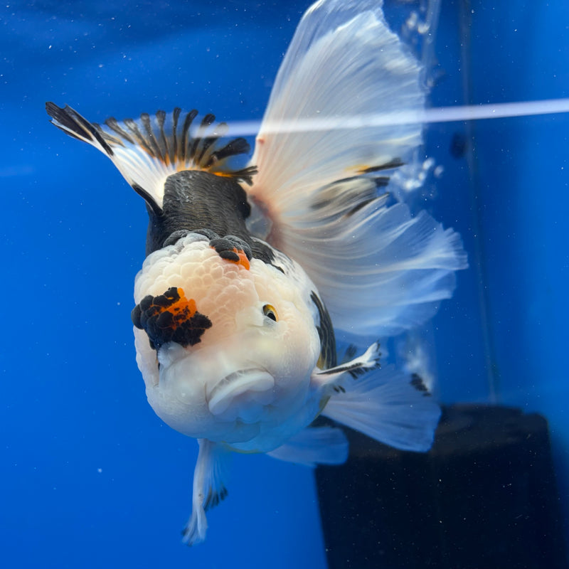 Thai Oranda NOK AA Medium Breed Peacock Tail Tri-Color 4” Body Female(CK-801)R1A08