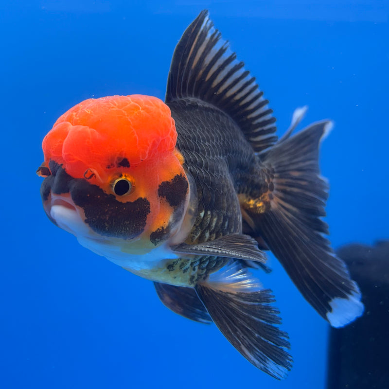 Thai Oranda Apache 3” Body Male(CK-725)R1A02