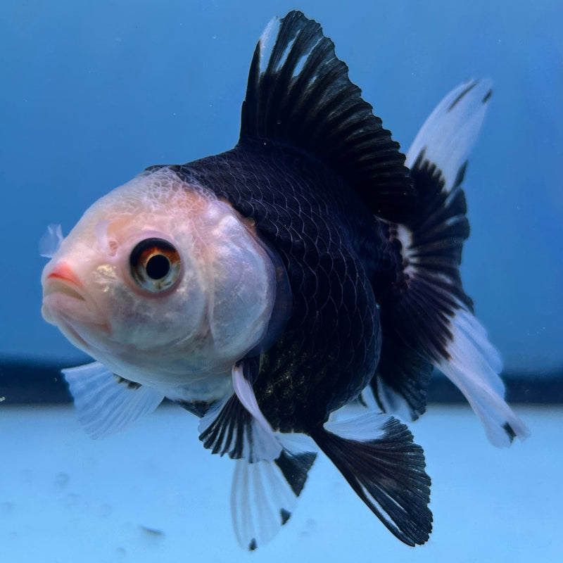 Thai Panda Oranda 2.5”Body Female (JCD-083)R4B01
