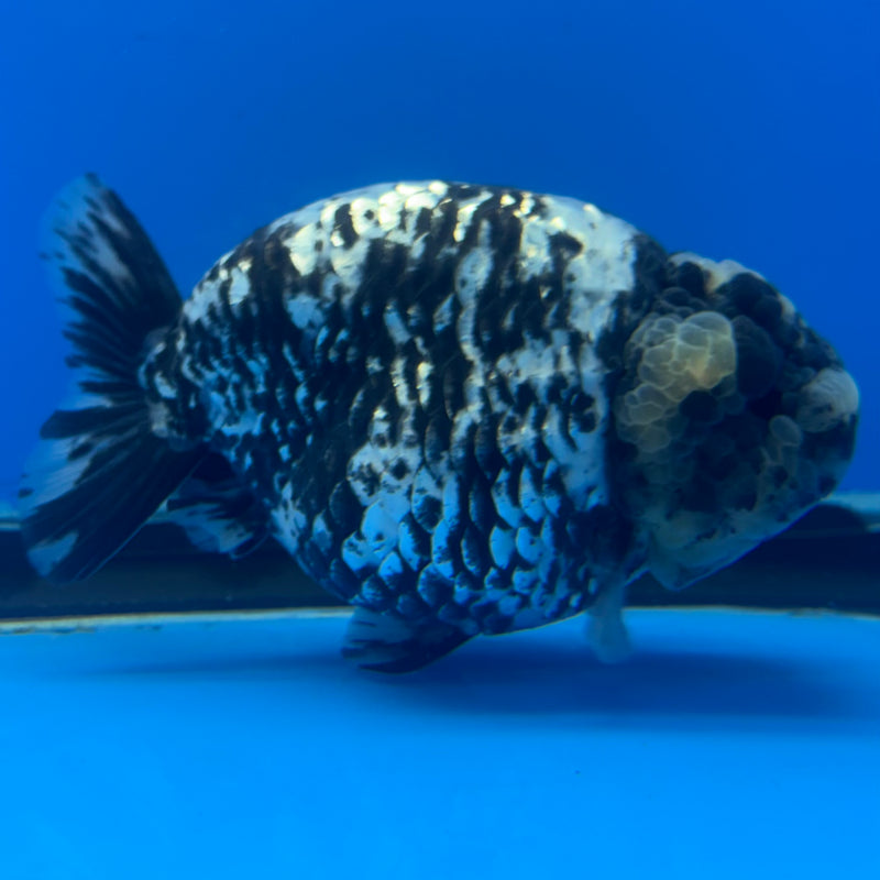 Thai Ranchu White Tiger 4” Body Male(BIN-CK-1041)R1BLUETUB2