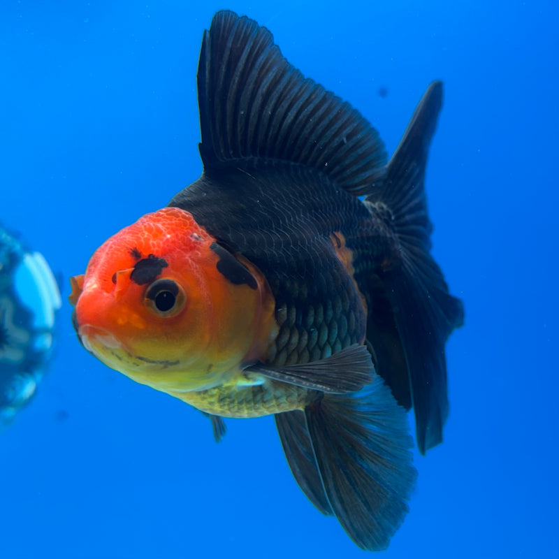 Thai Oranda Apache 3” Body Male(CK-1406)R1B09