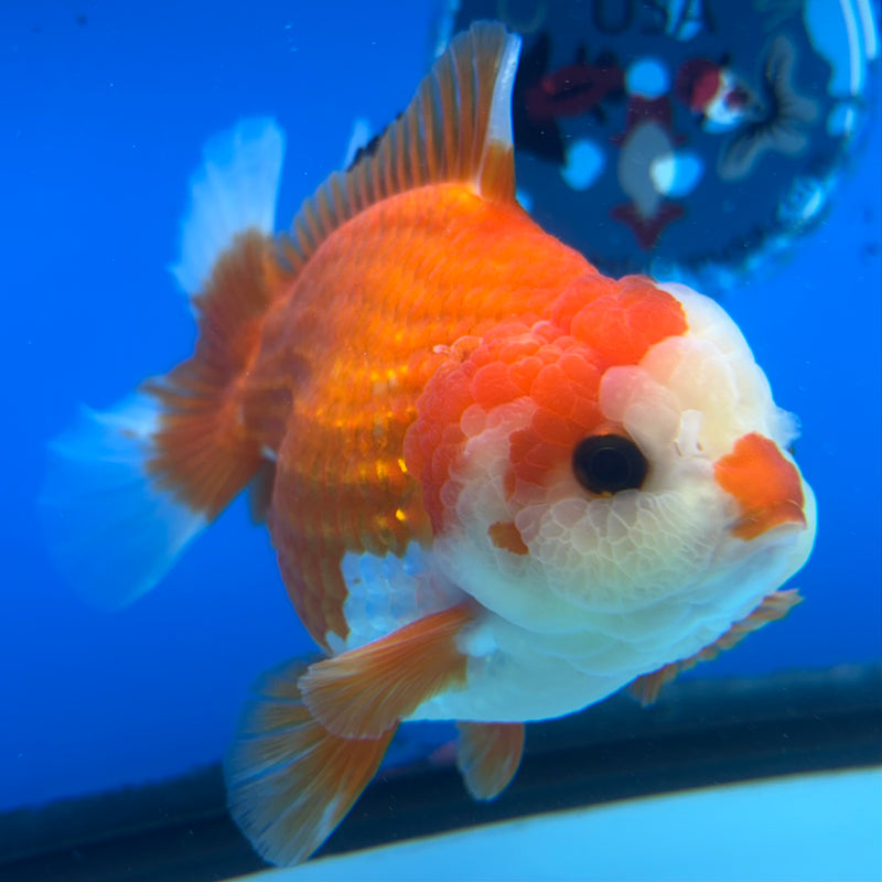 Thai Oranda Red/White 4" Male(CK-1535)R2A06