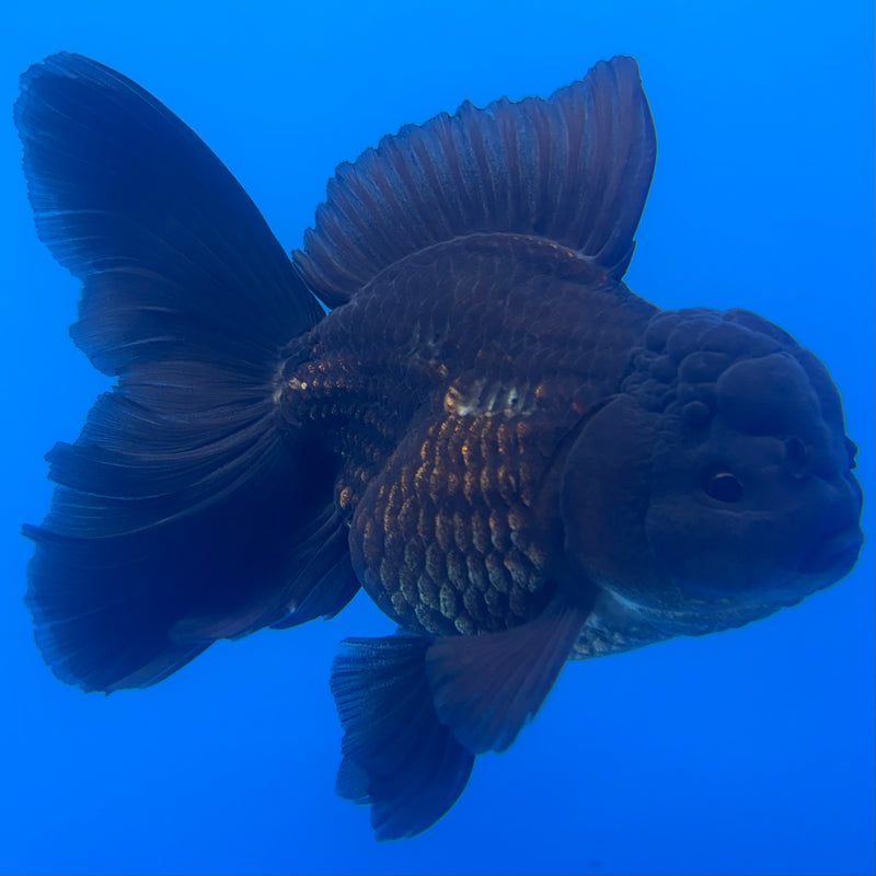 Thai Oranda Black Body Red Cap 3” Body Male(CK-1470)R2B10