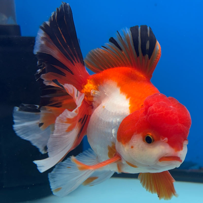 Thai Oranda Tri-Color 3.5” Body Male(QGF-CK-1090)SHOWTANK