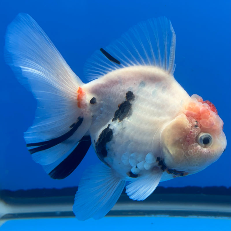Thai Oranda Tri-Color Calico 3” Body Male(CK-698)R1B07