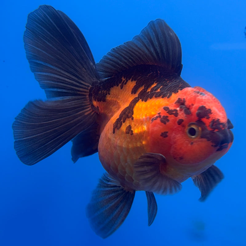 Thai Oranda Apache 3” Body Female(CK-694)R1B07