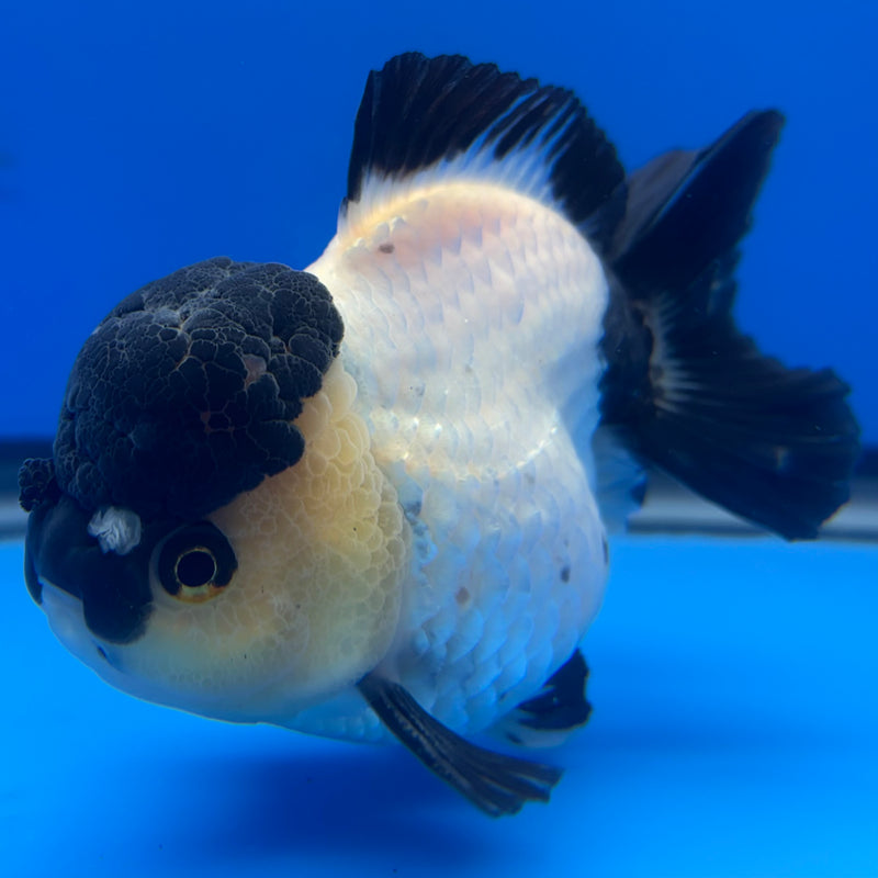 Thai Premium Oranda Yuanbao Panda 4” Body Male(CK-767)R1BlueTub4