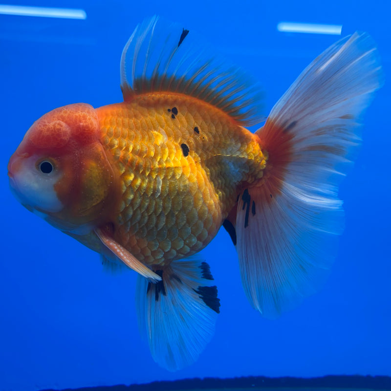 Thai Oranda Red/White 4” Body Male(CK-814)R1A03