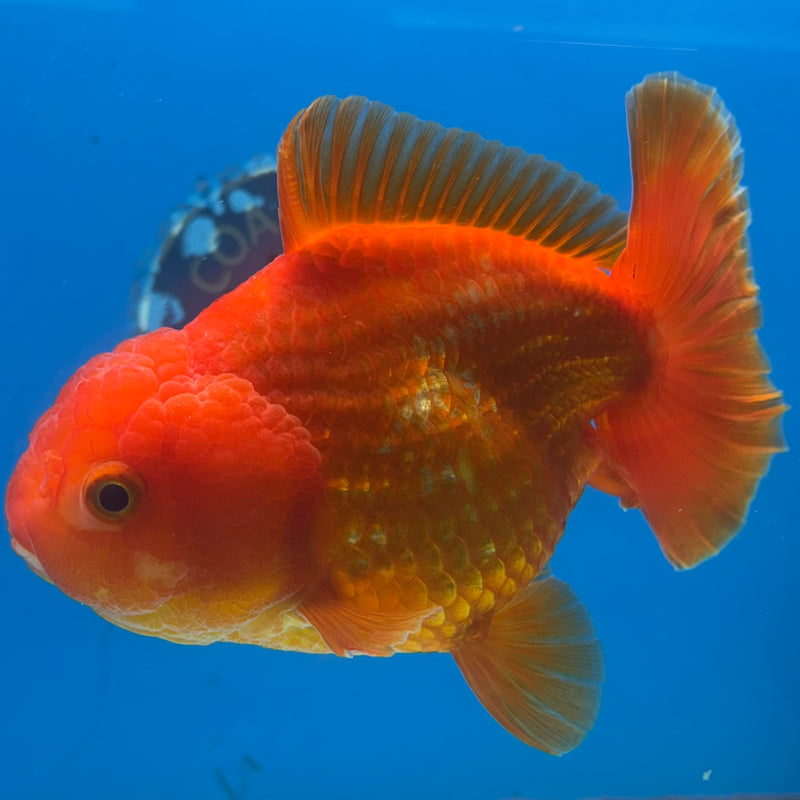 Thai Oranda JUMBO Full Red 4” Body Male(CK-1473)R2B15