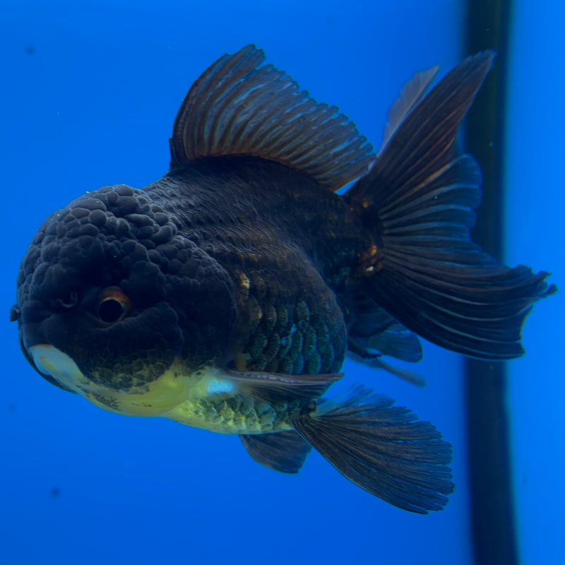 Thai Oranda Full Black 3” Body Male(CK-986)R3B07