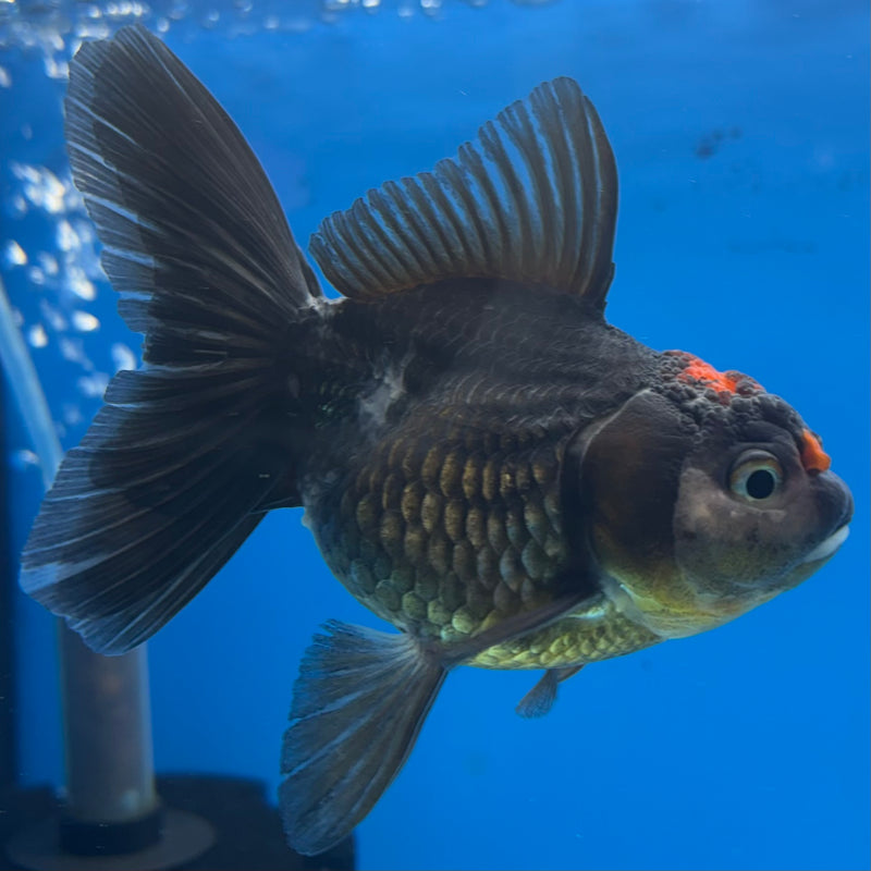 Thai Oranda Tri-Color 3” Body Female(CK-978)R3B09