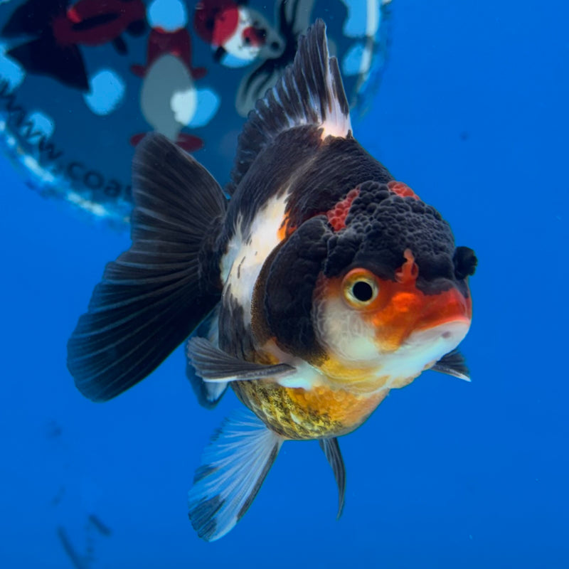 Thai Oranda NOK Tri-Color 2.5” Body Male(NOK-CK-1175)R3B18