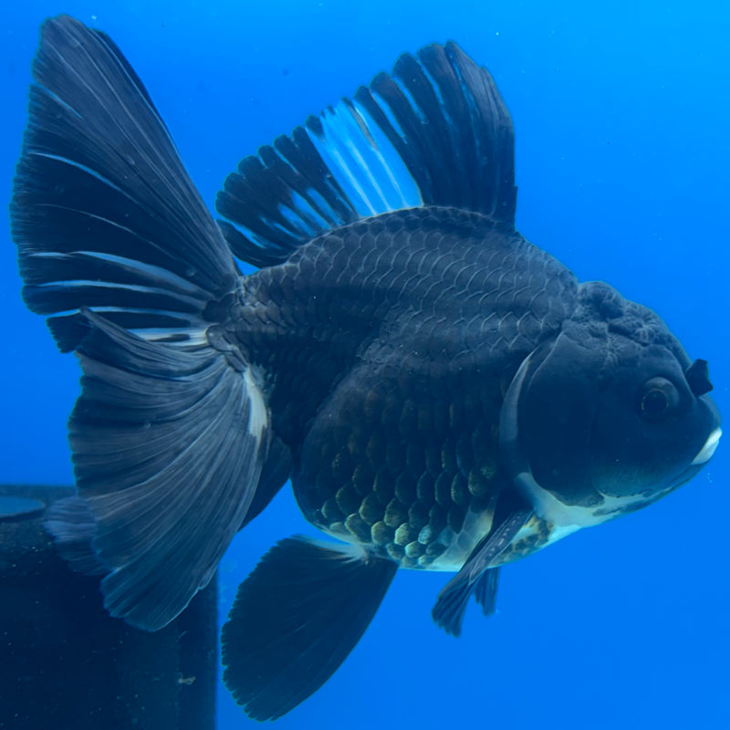 Thai Oranda Panda 3.5” Body Male(CK-1207)SHOWTANK