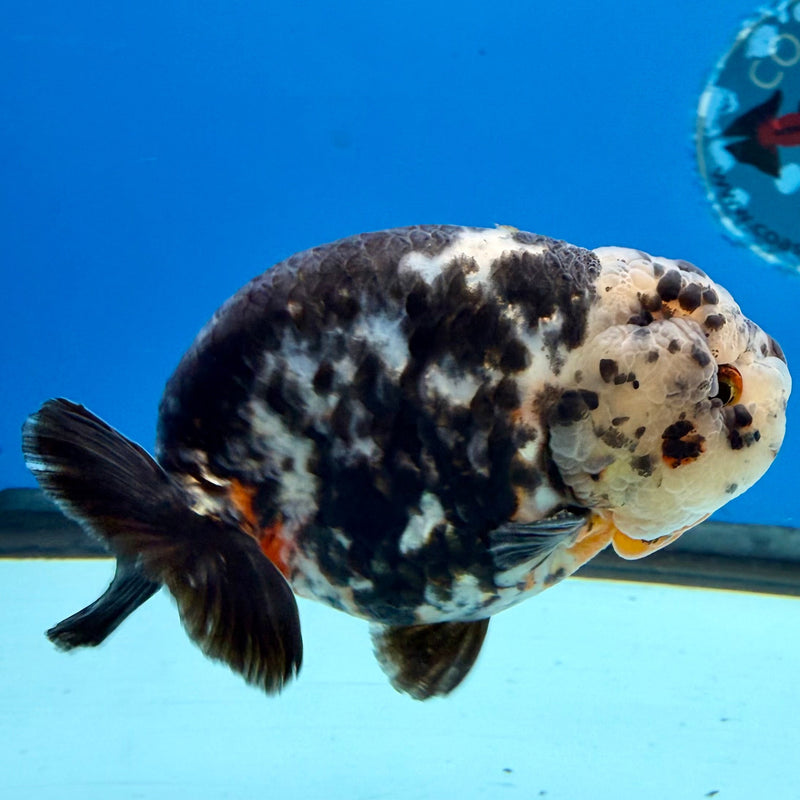 Chinese Ranchu Calico 3.5in Male (FEB-277)BLUETUBC