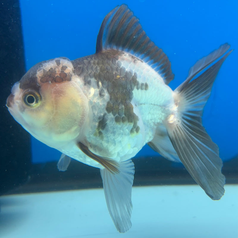 Thai Oranda Panda 3” Body Male(CK-1395)SHOWTANK2