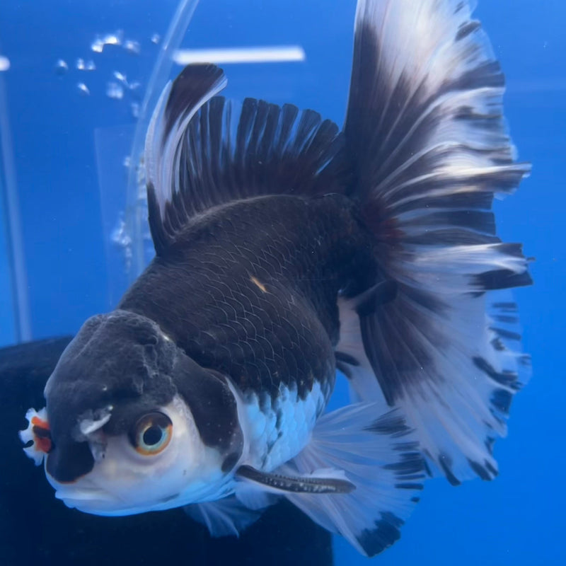Thai Oranda Panda Orchid Tail 4.5" Body Male(CK-612)R1B01