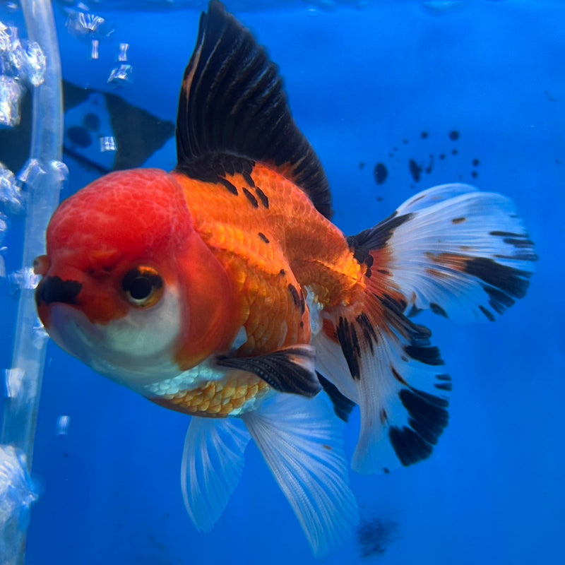 Thai Tri-Color Oranda 2.5”Body Male (JCD-182)R3B13
