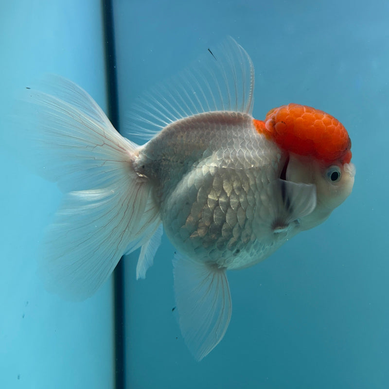 Live Premium Fancy Goldfish Thai Oranda Red Cap White Body Female 3.5” Body (JC-002) R1A10