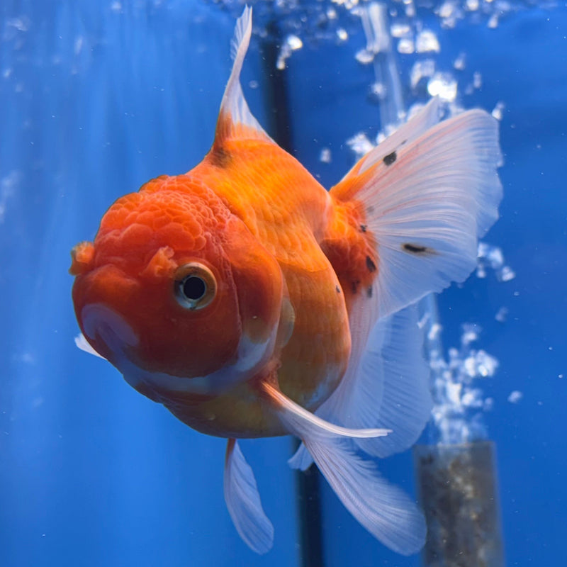 Thai Oranda Full Orange Calico RARE 3” Body Female(CK-632)R1A01