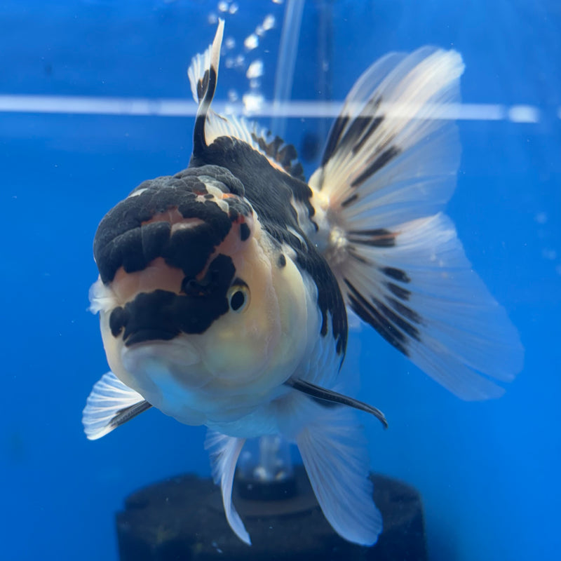 Thai Oranda Panda 3.5” Body Male(CK-793)R1B04