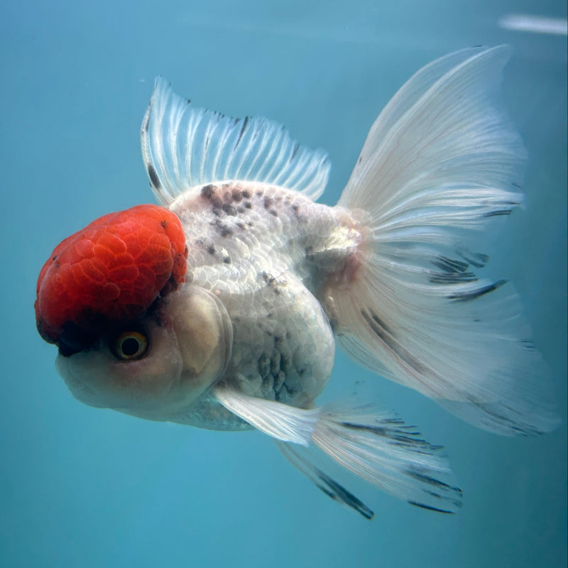 Live Premium Fancy Goldfish Thai Oranda Red Cap White Body Male 3.5” Body (JC-003) R1A10
