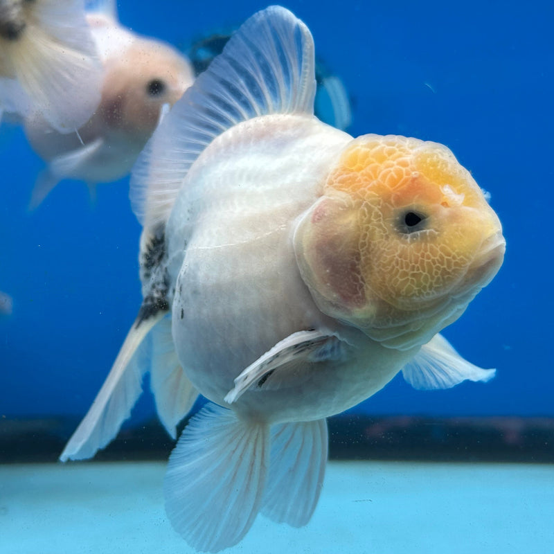 Premium Fancy Thai Marble Kirin Oranda 3.5”Body Male (JCD-208)R2C05