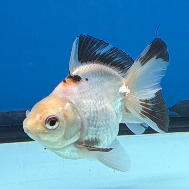 Thai Oranda Lemonhead Tri 3in Male (FEB-299)R2B06