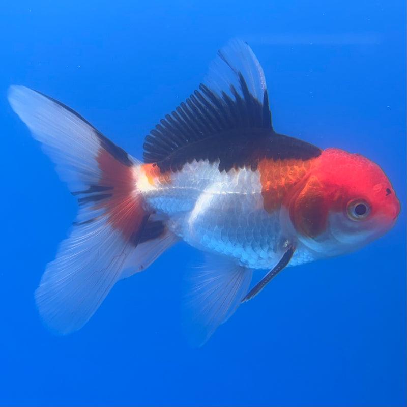 Thai Oranda Tri-Color/Apache 2.5” Body Male(CK-1253)R3B08