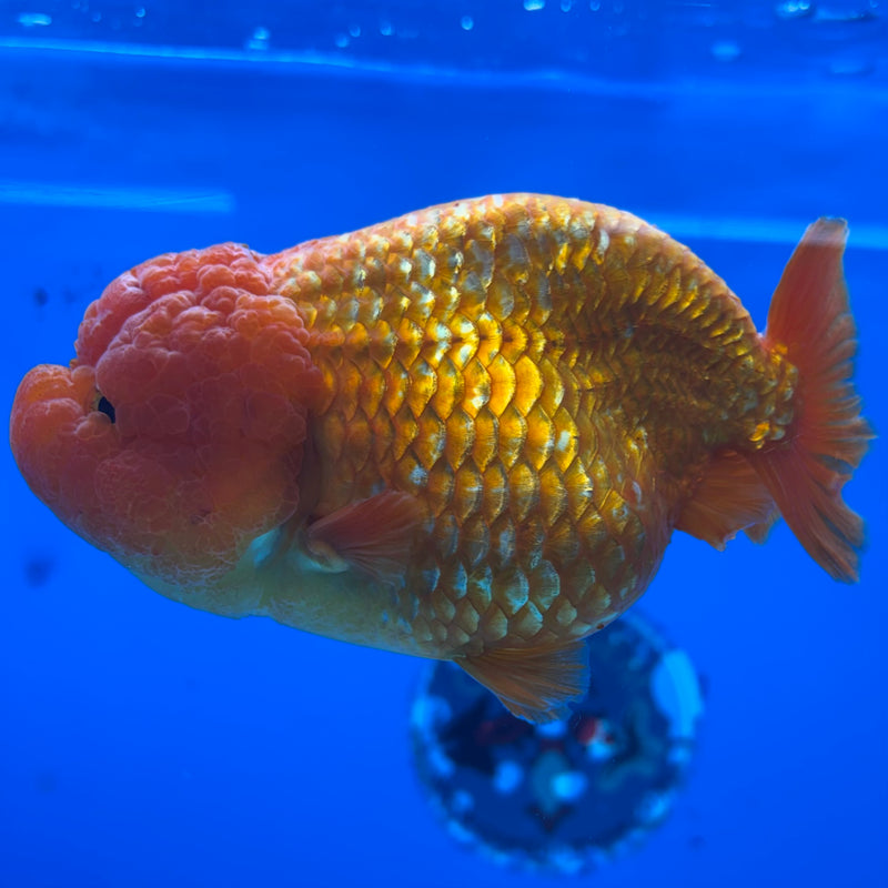 Thai Ranchu JUMBO Full Red 4.5” Body Female(CK-1451)SHOWTANK2