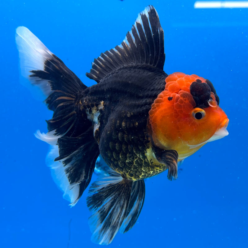 Thai Oranda Apache 3.5" Female(CK-1531)R2A05