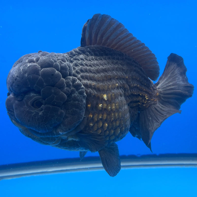 Thai Oranda JUMBO Full Black 5.5” Body Male(NKT-CK-640)BLUETUB2