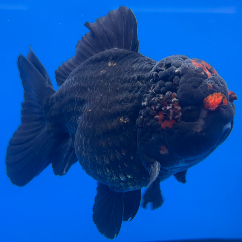 Thai Oranda JUMBO Black Body Red Cap 4” Body Male(QGF-CK-1340)BLUETUB1