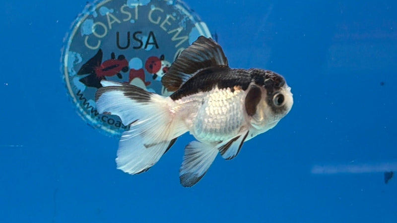 Thai Oranda Panda 2.5” Female (FEB-317)R3B08